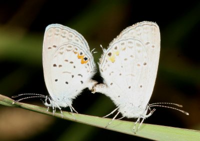 Eastern Tailed-Blue ♂ & ♀