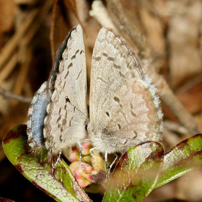 Spring Azure