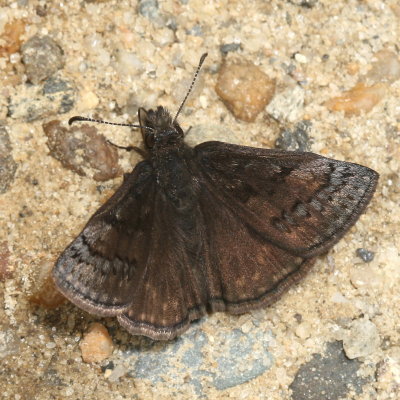 Sleepy Duskywing