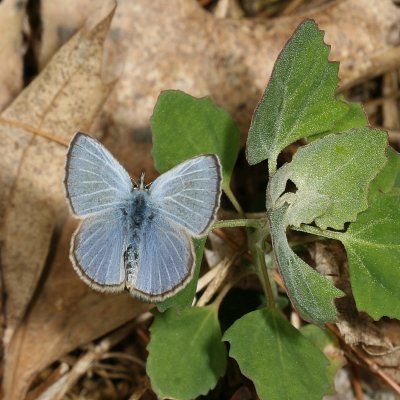 Silvery Blue ♂