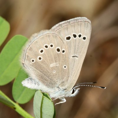 Silvery Blue