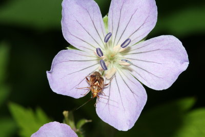 Tarnished Plant Bug