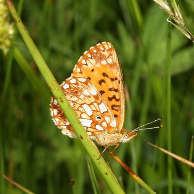 Silver-bordered Fritillary