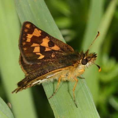 Arctic Skipper