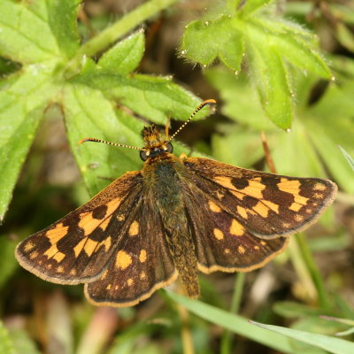 Arctic Skipper
