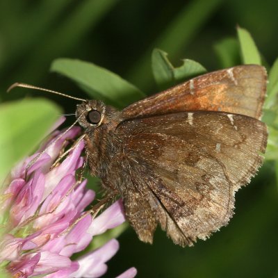 Northern Cloudywing