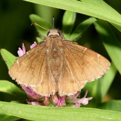 Northern Cloudywing