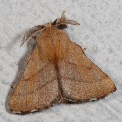 Hodges#7698 * Forest Tent Caterpillar Moth * Malacosoma disstria