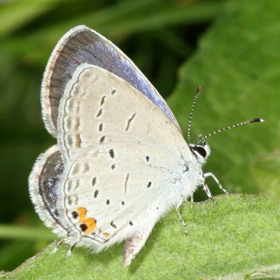 EasternTailed-Blue