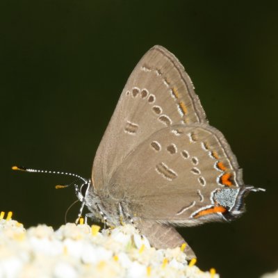 Edwards' Hairstreak