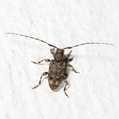 Astyleiopus variegatus