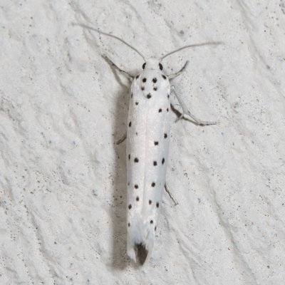 Hodges#2423.1 * Yponomeuta cagnagella