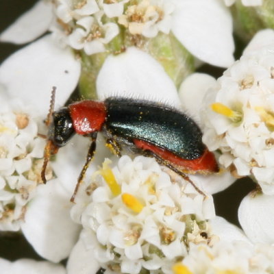 Collops tricolor ♀