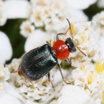 Melyridae * Soft-winged Flower Beetles