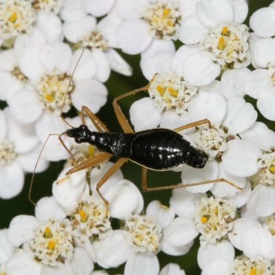 Nabicula subcoleoptrata