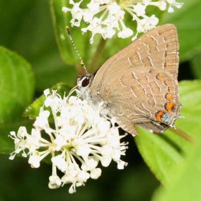 Striped Hairstreak