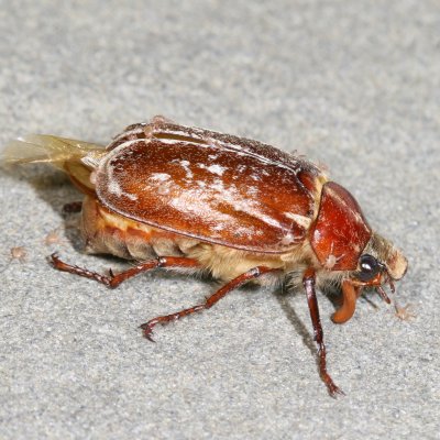 Variegated June Beetle