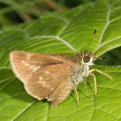 Little Glassywing