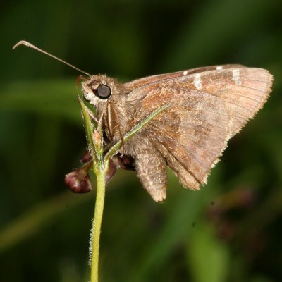 Southern Cloudywing