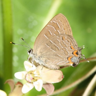 Striped Hairstreak