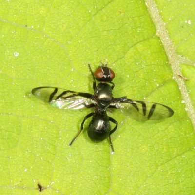 Platystomatidae : Signal Flies