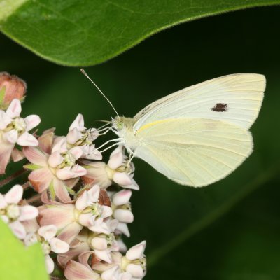 Cabbage White