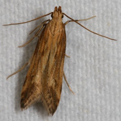 Hodges#1685 * Burdock Seedhead Moth * Metzneria lappella