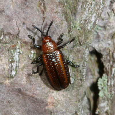 Microrhopala vittata * Goldenrod Leaf Miner