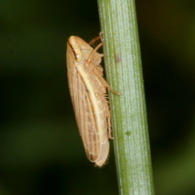 Subfamily Deltocephalinae