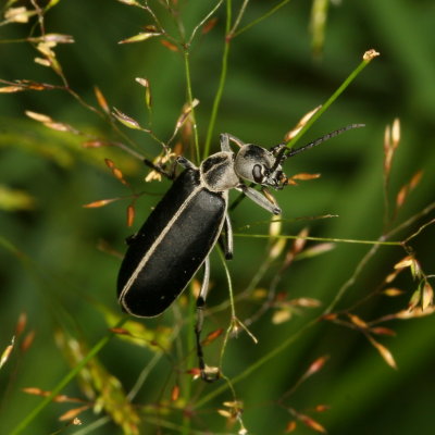 Margined Blister Beetle
