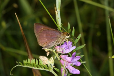 Little Glassywing