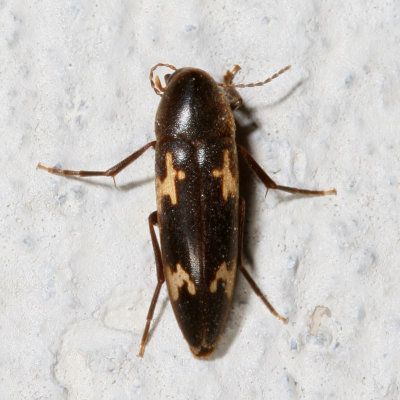 Melandryidae : False Darkling Beetles