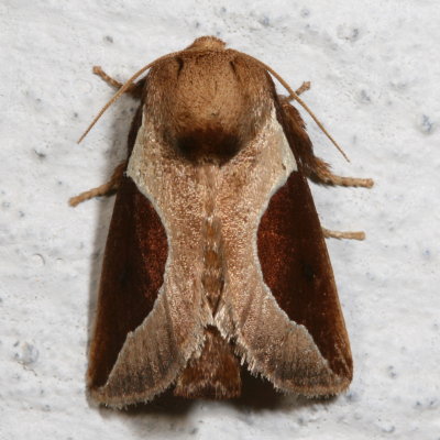 Hodges#4671 * Skiff Moth * Prolimacodes badia