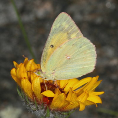 Clouded Sulphur