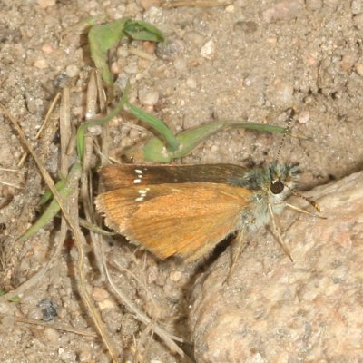 Russet Skipperling