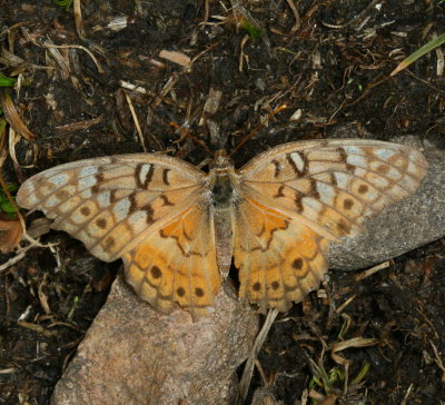 Variegated Fritillary