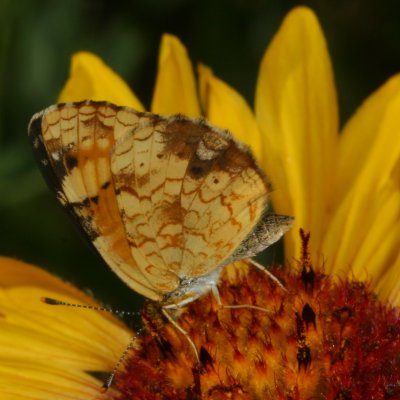 Northern Crescent ♂