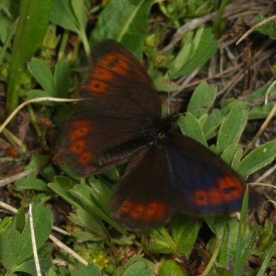 Common Alpine