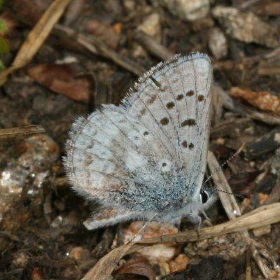 Arctic Blue