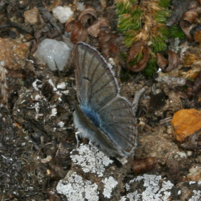 Arctic Blue