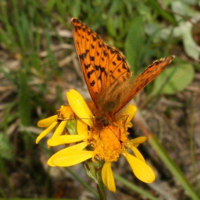 Purplish Fritillary