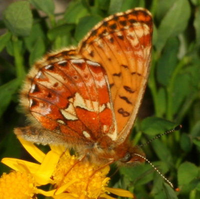 Purplish Fritillary