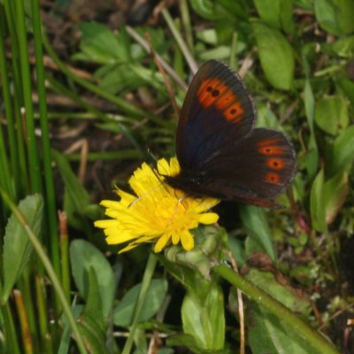 Common Alpine