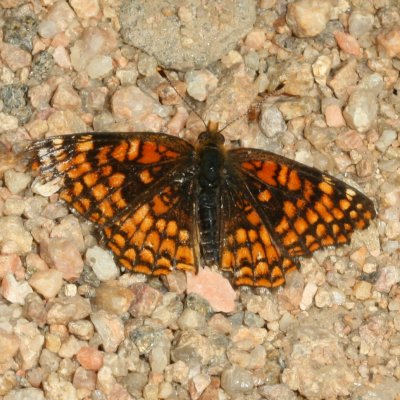 Northern Checkerspot