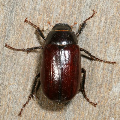 Genus Phyllophaga