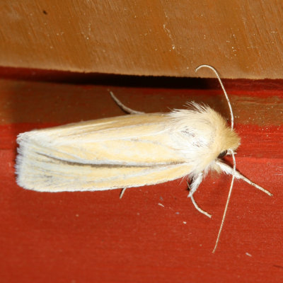 Hodges#10610 * Neleucania patricia