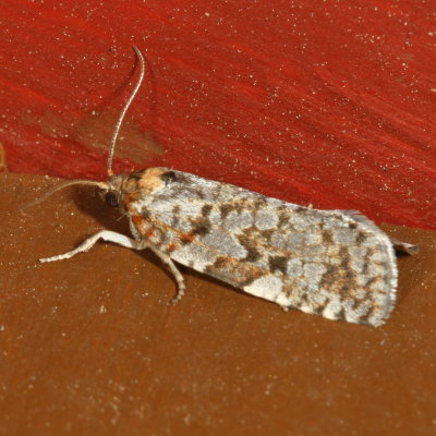 Hodges#3640 * Western Spruce Budworm Moth * Choristoneura occidentalis