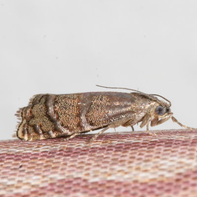Hodges#3489 * Ponderosa Pine Seedworm Moth * Cydia piperana