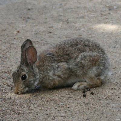 Nuttalls Cottontail