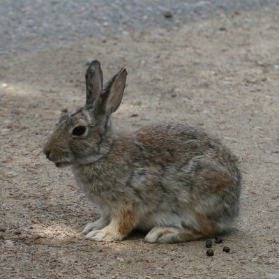 Nuttalls Cottontail